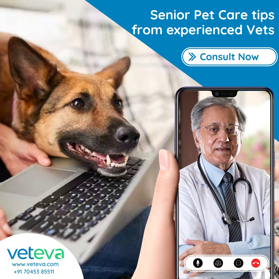 vetevacares's tweet photo. Visit https://t.co/eDAEzqjFkx to get tips on senior pet care from highly qualified and experienced Vets 24/7. We are here for you and your pets, be it day or night! #vet #vetonline #vetconsult #vetconsulting #vetonlineconsult #videoconsult #vetonvideo #dogmom #dogdad #catmom https://t.co/olqTC5EvyF