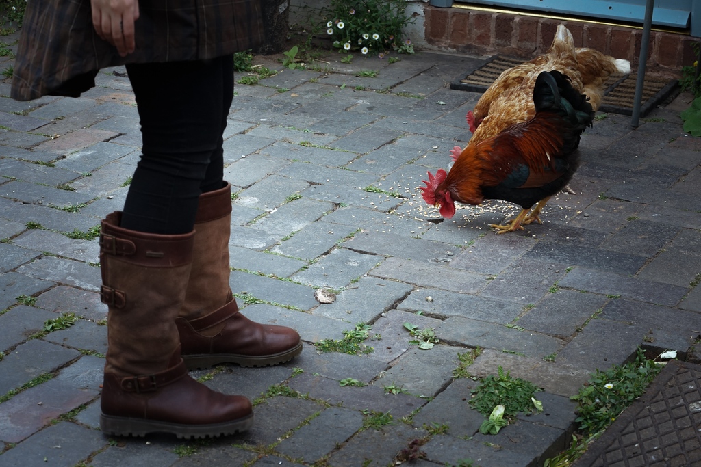 Tweets with replies by WG Welligogs 