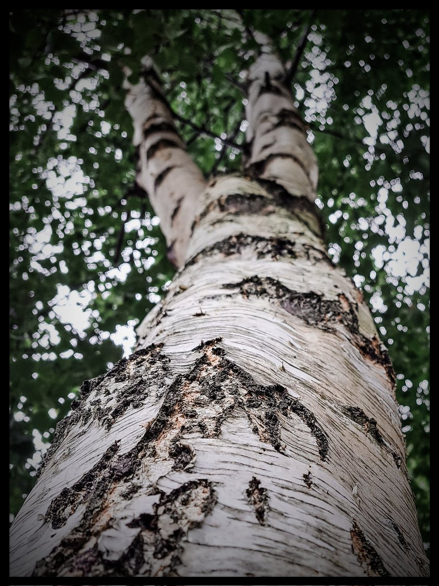 Happy #thicktrunktuesday Everyone!!!
🖤🖤🖤
Hope you have a lovely day!
#RememberToDoYourStretches 
#LikeThisLittleBirch
#LetsGetPhysical