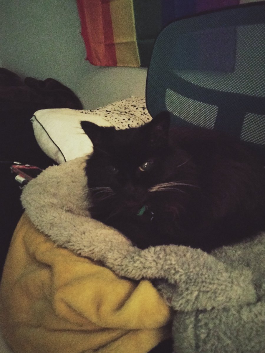 PretzelLoaf's tweet photo. Sweet Darcy has began cuddling me at night! She used to walk under the blanket and walk right back out... Now she goes to sleep under there!
We're still trying to raise money for her - she has recently began sneezing with eye discharge. Please donate if you're able to! https://t.co/puhuL0P3Rd