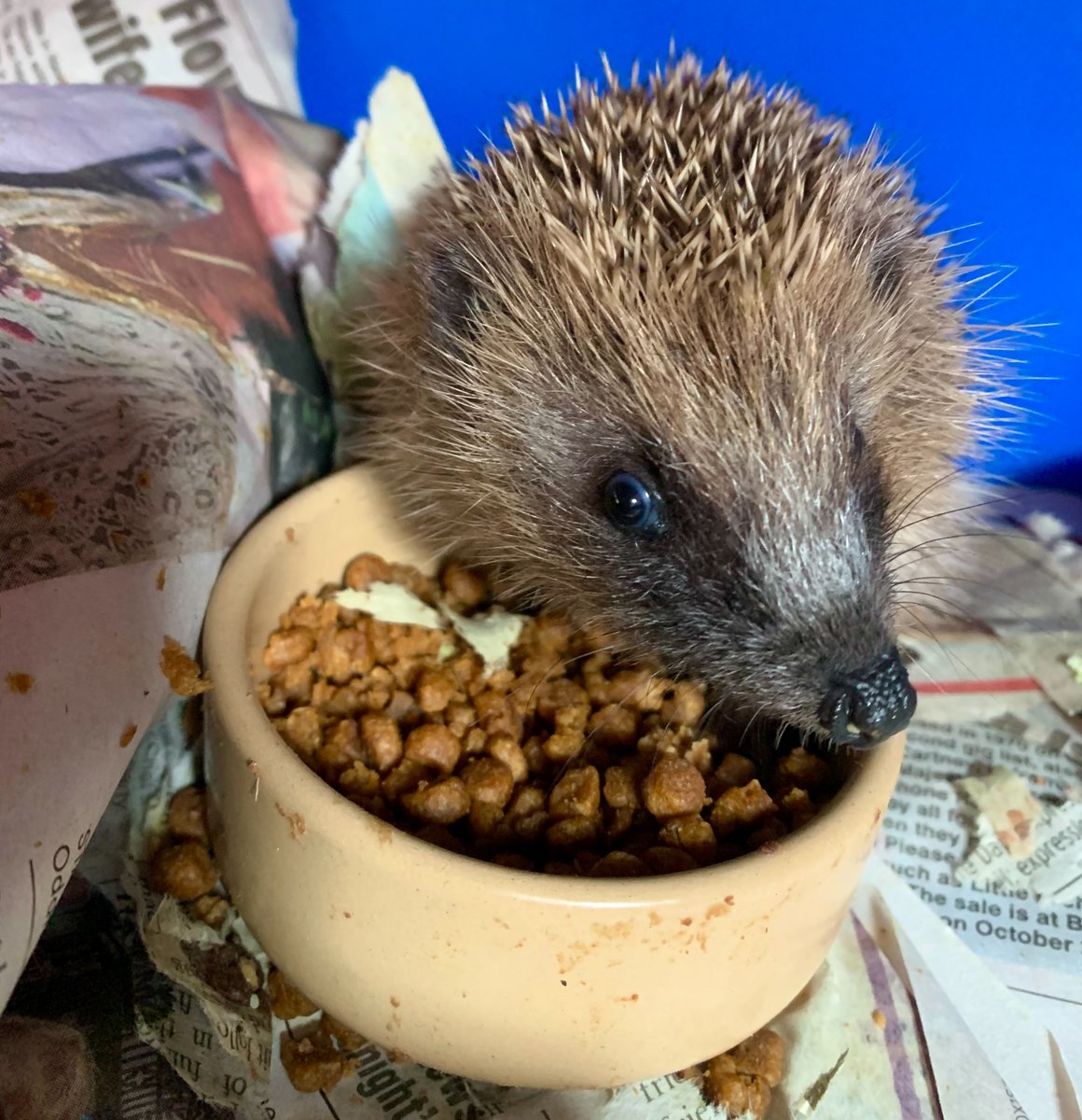 📢BOOK NOW📢
Interested in learning more about the rehabilitation of specific species? This is your chance!

Rescue, Care, and Rehabilitation of Hedgehogs- Saturday 8th October 2022

For information and to book tickets head over to our website:
secretworld.org/wildlife-cours…