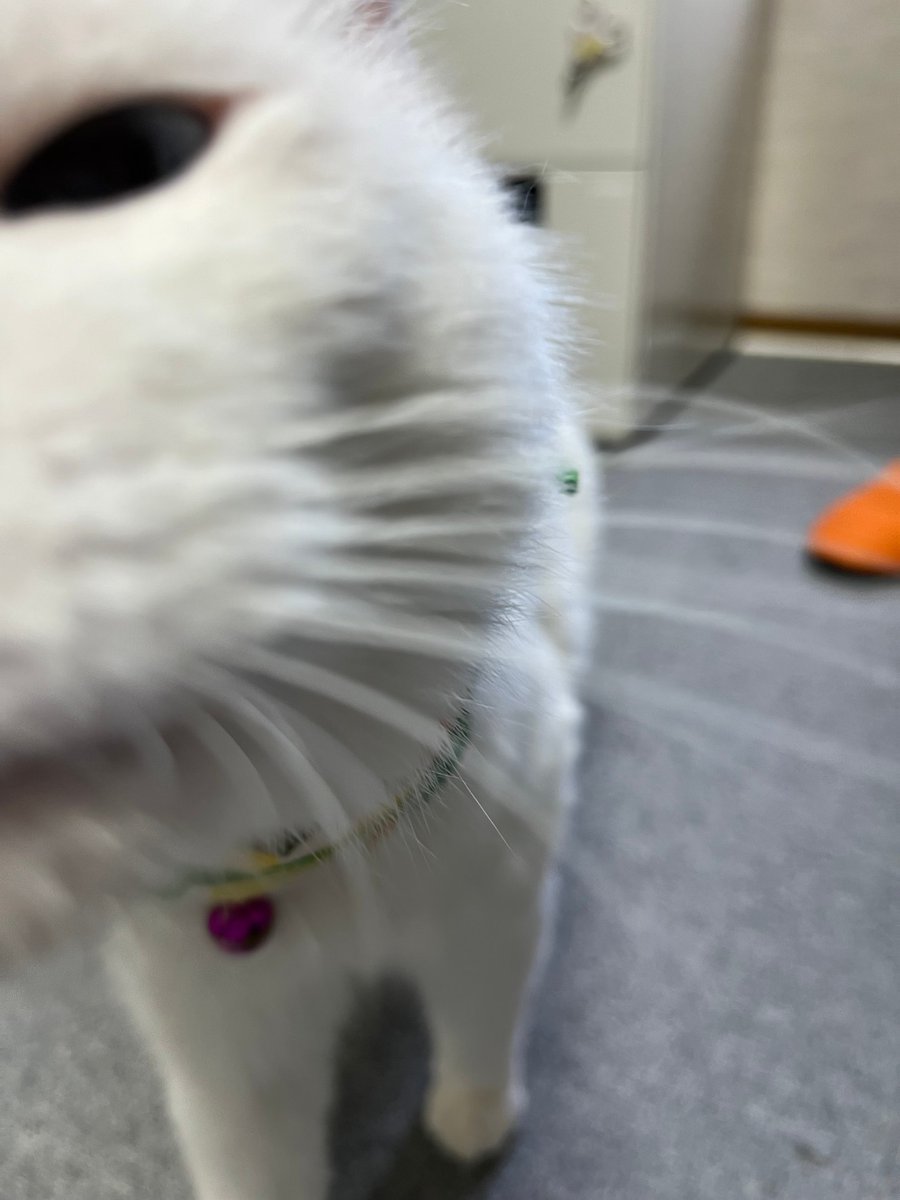 usagiya11's tweet photo. お腹すいたー！
ぼく、お手できます♡

#しろねこ
#ねこのいる事務所
#ねこのいる暮らし 
#ふわふわ https://t.co/hOm8AbZp7E