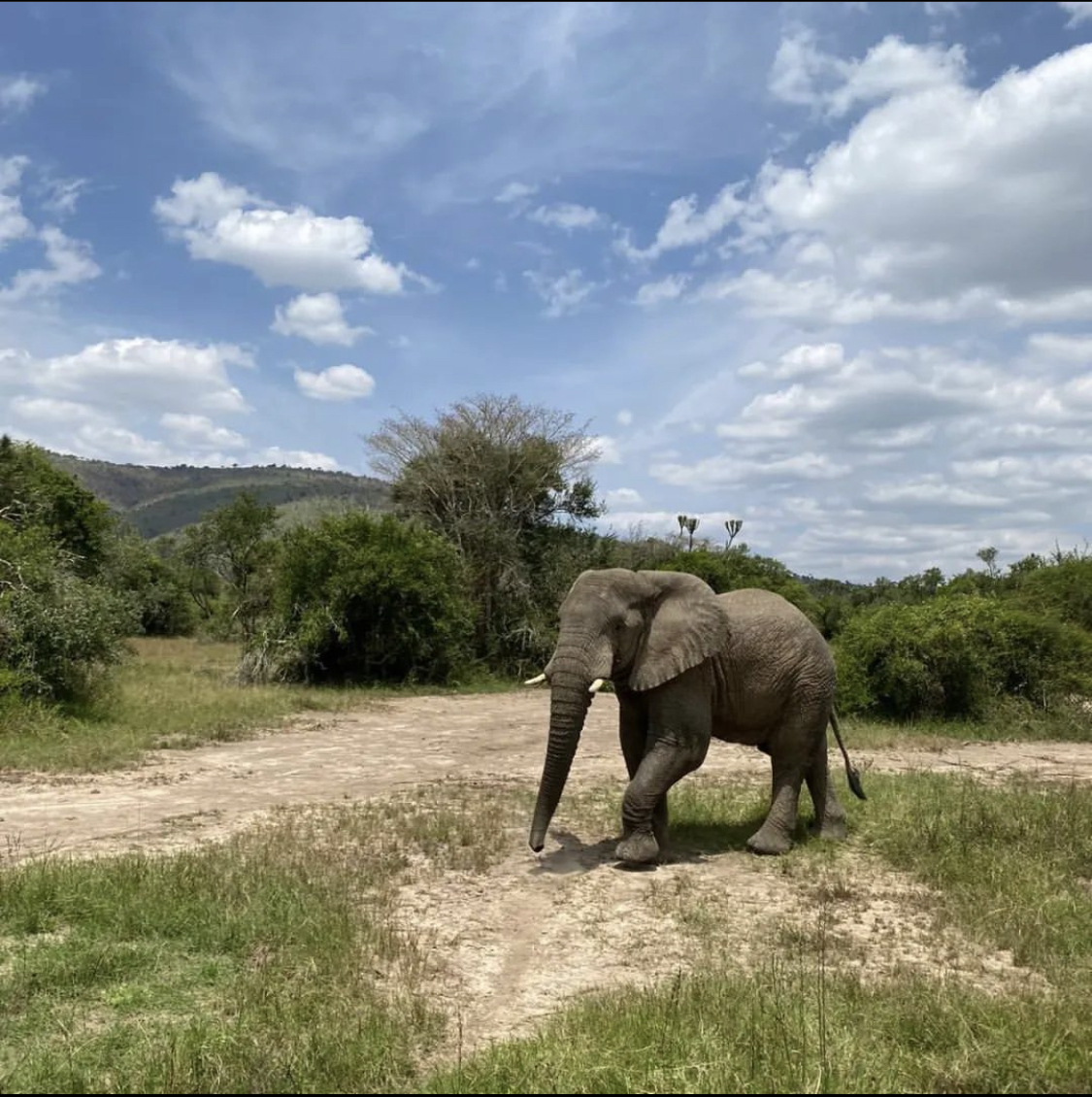 AkageraGame's tweet photo. Safari adventures captured by @ beneborg during her stay with us π€© Thanks for visiting @ beneborg we look forward to welcoming you back again soon π
π·: @ beneborg Instagram
#AkageraGameLodge #MantisCollection #AdventureTravel #Safari #EcoTourism #Conservation https://t.co/gkpcaR4Le1