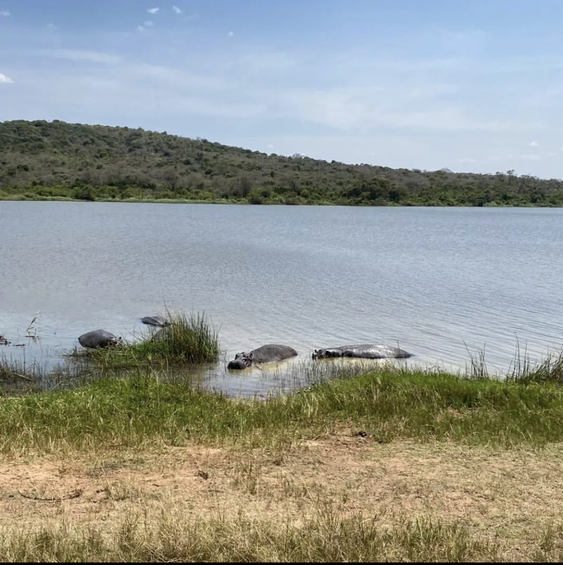 AkageraGame's tweet photo. Safari adventures captured by @ beneborg during her stay with us π€© Thanks for visiting @ beneborg we look forward to welcoming you back again soon π
π·: @ beneborg Instagram
#AkageraGameLodge #MantisCollection #AdventureTravel #Safari #EcoTourism #Conservation https://t.co/gkpcaR4Le1