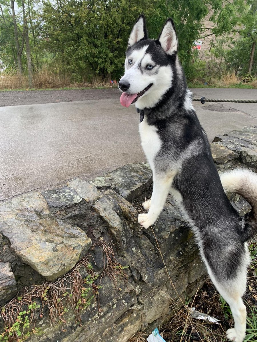 AdoptionsUk's tweet photo. Please retweet to help Mika find a home #YORKSHIRE #UK 

Aged 2, found as a stray, her owners were found through her chip but they said they no longer wanted her. 
She may be able to live with a similar dog. Can we find her a truly loving home? 
CONTACT 👇
https://t.co/h6ugVXvPck https://t.co/gI9nVx4SbL