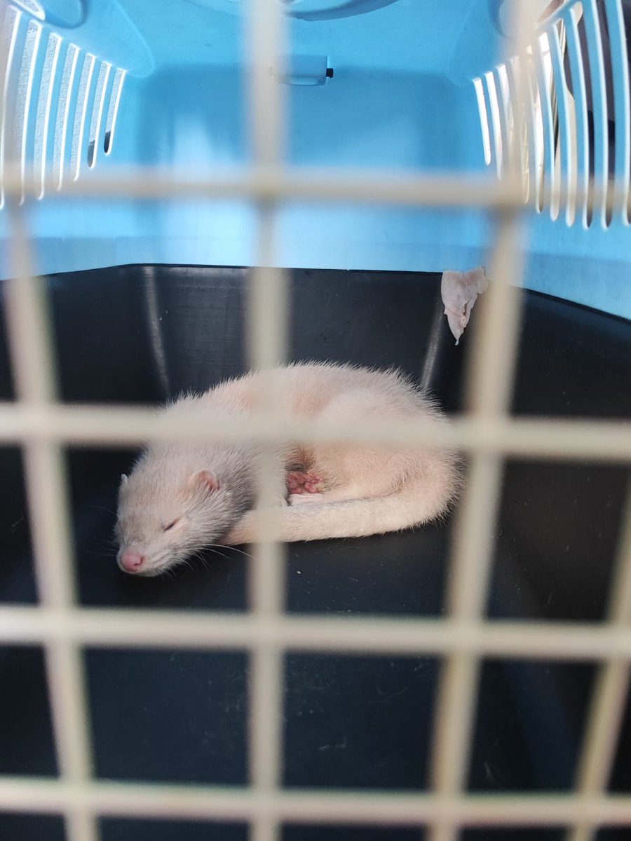PoliciaAlcorcon's tweet photo. Este pequeño Hurón con parecido a él gran #Fuyur de la #HistoriaInterminable ❤️ se ha perdido por la zona de Cisneros.
Lo hemos dejado en el CIPA https://t.co/9JScvXpEHB