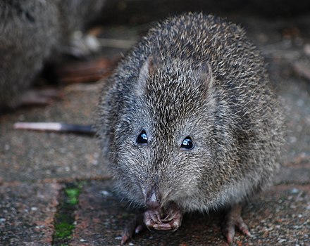 AnimalFactHub's tweet photo. The Long-nosed potoroo (Potorous tridactylus) looks like a cross between a kangaroo, gerbil and shrew making them super cute

They are a species of marsupial and are largely nocturnal coming out at night to dig up and eat things like fungus and roots

#animals #facts https://t.co/Uma2K7r9uS