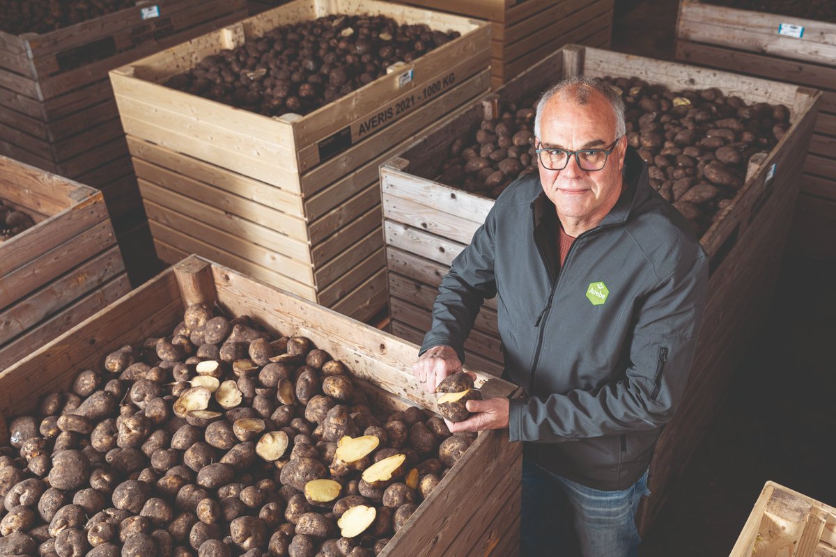 Royal_Avebe's tweet image. Een duurzame aardappelteelt gaat uit van meer met minder: meer opbrengst met een lagere voetafdruk. Royal Avebe helpt haar telers met inputarme rassen met een hogere stikstofefficiëntie. Kenniscoördinator Jans Klok ziet goede kansen voor de toekomst. avebe.nl/nieuws/hogere-…