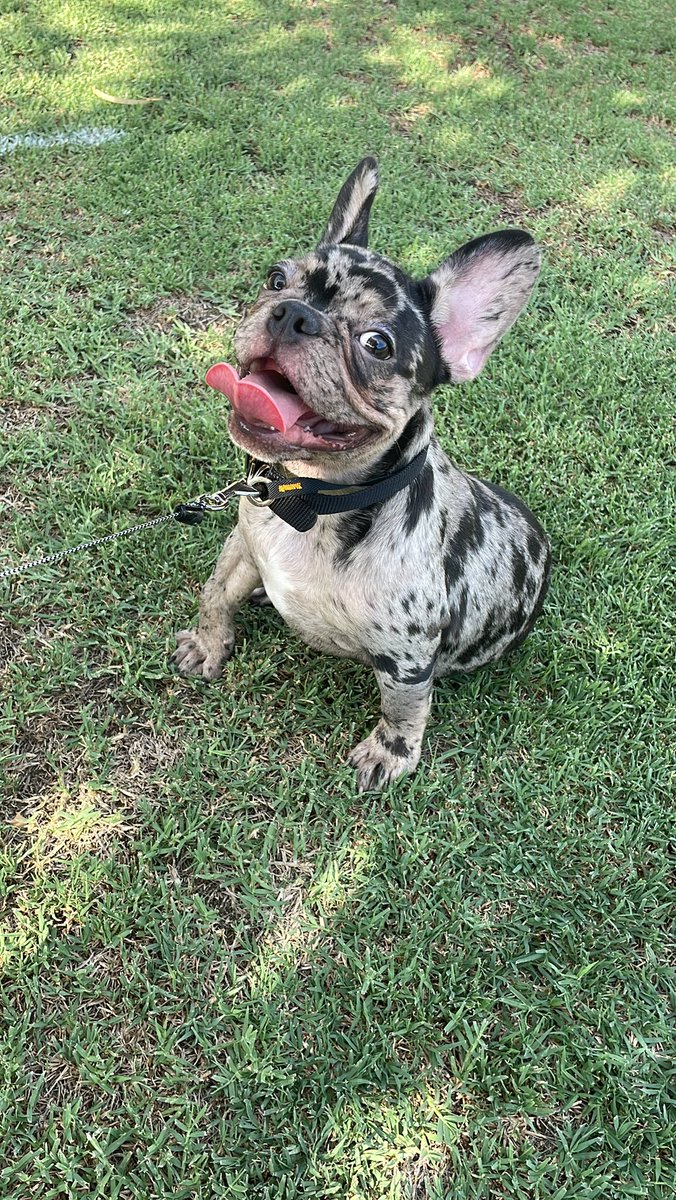 slushpuphub's tweet photo. Dior update 🥹 my squish getting so big 😭😫 https://t.co/IB07o6LWEy