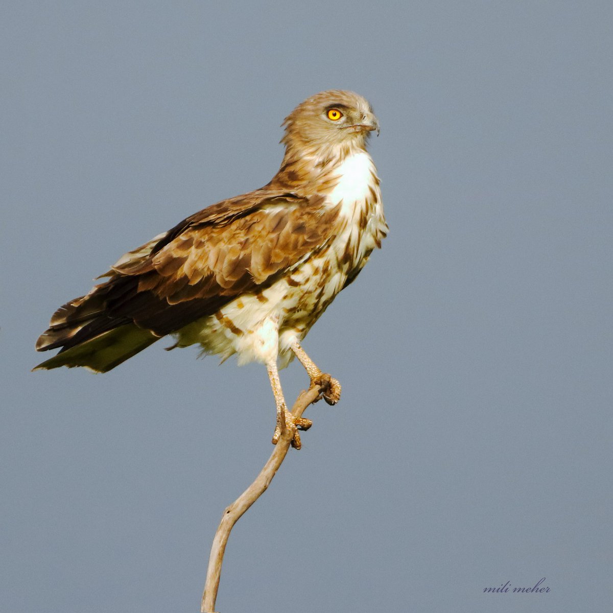 mili_meher's tweet photo. Short-toed Snake Eagle...ΰ€ΰ€ΰ₯ΰ€‘ ΰ€¬ΰ₯ΰ€ΰ€Ύΰ€ΰ€ΰ€Ύ ΰ€Έΰ€°ΰ₯ΰ€ͺΰ€ΰ€°ΰ₯ΰ€‘
#IndiAves
#BirdsSeenIn2022
#BirdsWithTalons
#photography
#birdwatching
#ThePhotoHour
#Luv4Wilds
#capturedoncanon
#birdphotography
#earthcapture
#TwitterNatureCommunity https://t.co/r2BNcw4mmf