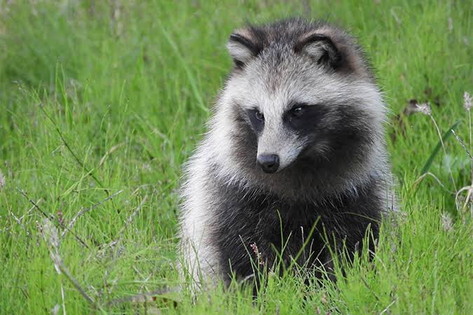 タヌキの存在は日本では当たり前だが 生息してない国ではドラゴンみたいな架空の生き物と思われてるらしい Togetter