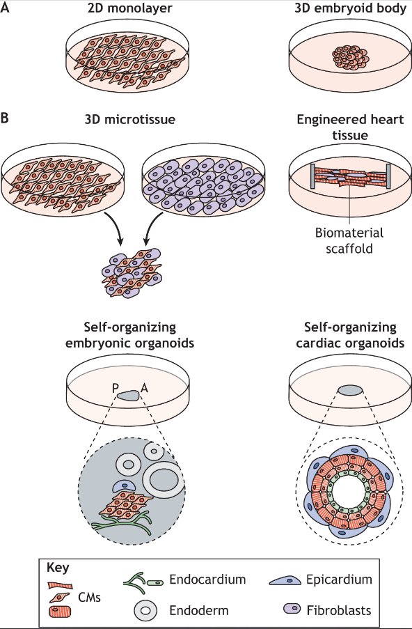 Dev_journal's tweet photo. Next up at #CoBHumanDev, Marie-Christine Leitner @MarieCh_Leitner from the @MendjanLab presented their work on the specification of human lateral plate mesoderm.
For more info about in vitro models of the human heart:
https://t.co/Ixs28l5Qyx https://t.co/uQ6wnMq5Rr