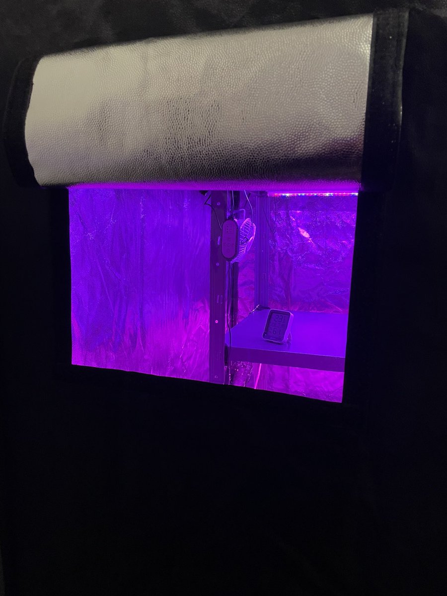 BlockSeedMunks's tweet photo. OUR GROWING TENTS ARE HERE and ready for our microgreens 🍃

But there is something else we should be ready for 👀 
CAN YOU GUESS WHAT IT IS ? 🔥

#LFG #NFTCollections #NFTs #NFTCommunity #NFTProject #NFTArt #blockchain #ETH #NFTFam #LFGrow https://t.co/14XIVlEINf