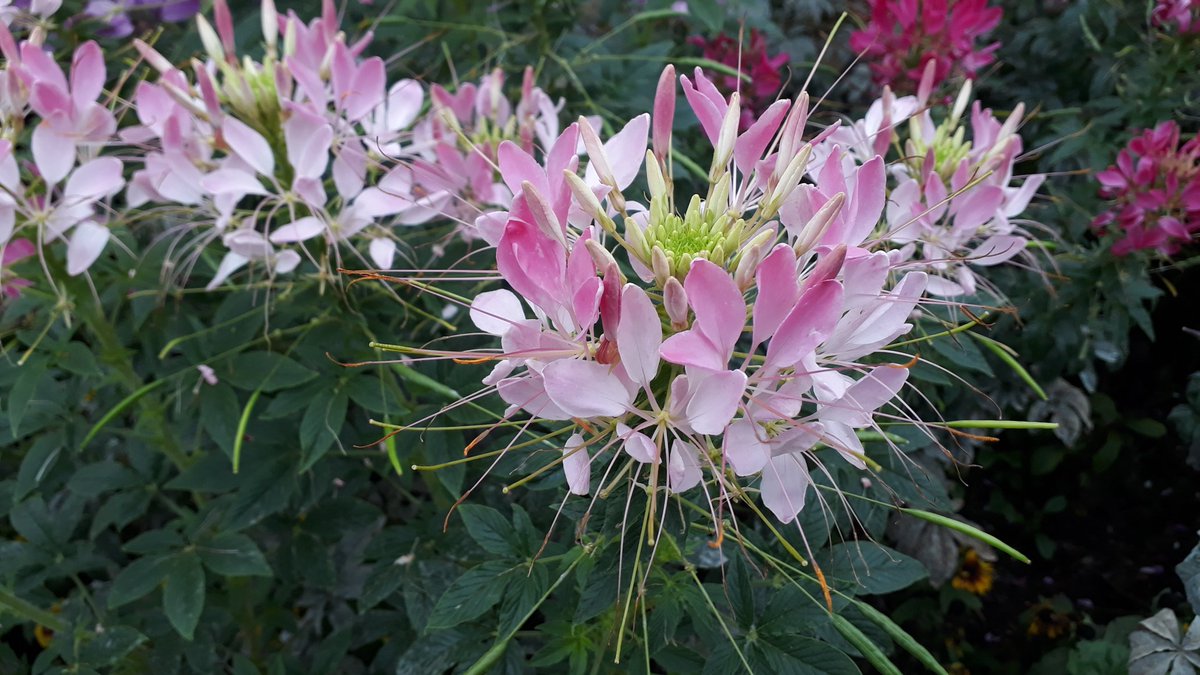 A gentle start to the day, with a wander around the gardens and grounds <a href="/BeckenhamPlace1/">💔🌳BeckenhamPlacePark🌳💔</a> 
Most welcome after the deep emotions of the last few days.
Love the cleome border.
#RIPQueenElizabeth
#nationsmother
#SE20