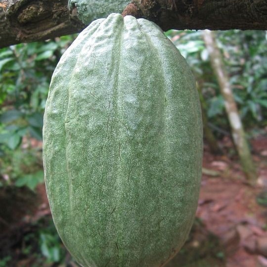 floraison_yield's tweet photo. The cocoa bean is the seed of the cacao tree. According to the World Cocoa Foundation, people around the world consume more than 3 million tons of cocoa beans a year. 
.
#farminginibadan #agricultureinibadan #cropfarming  #buyfarmproduce #cocoa #cocoaproduce #cocoafarm https://t.co/BzmEw1NEOH