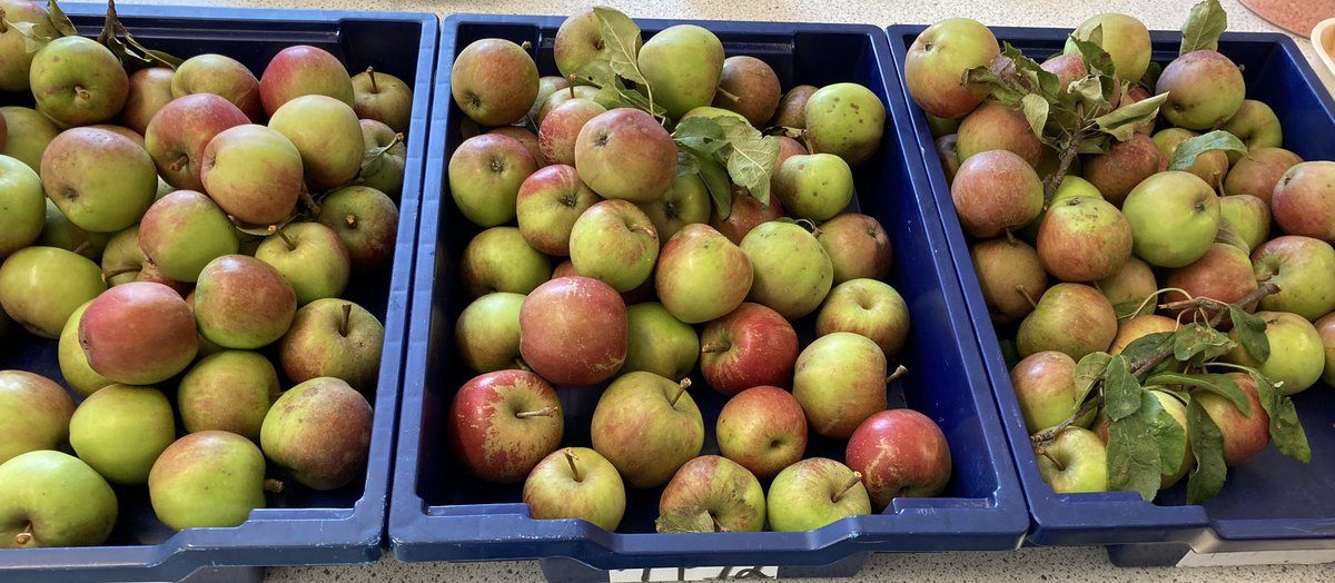 calderglenhft's tweet photo. S3 making Eve’s Pudding and custard this morning with apples fresh from Mrs Smyth’s garden. #hft #treetotummy #foodforthought #foodeducation #farmtofork https://t.co/DaV7VoaiFF