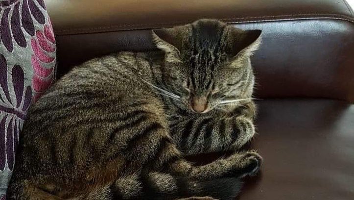 This loveable lad is Ziggy, 7 yrs old &amp; seeking a new home. This cheeky chap has packed quite a lot into his life, including going missing for 3 yrs 🙀(through no fault of his own)! 
He’s done a fine job of fending for himself on the streets but now deserves to put his paws up!