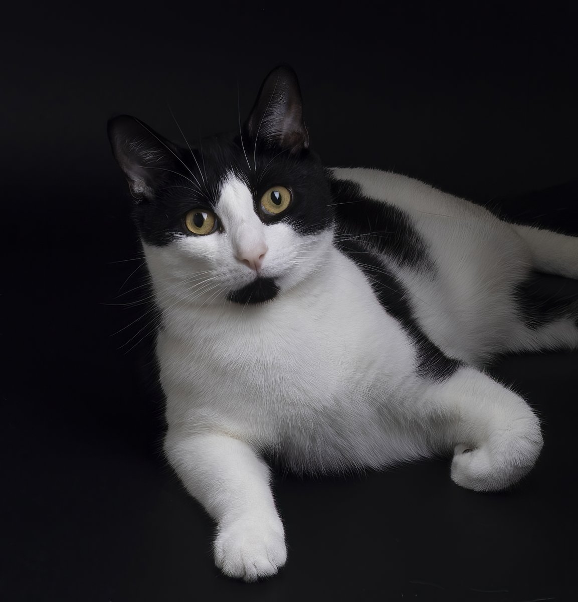 Milosupermodel's tweet photo. More milo in the studio, we were trying out my new camera, the Canon R7 although I actually bought it for wildlife but can't get out until tomorrow:-)   #CatsOfTwitter #photography  #canonphotography https://t.co/2gmWvOnKiE