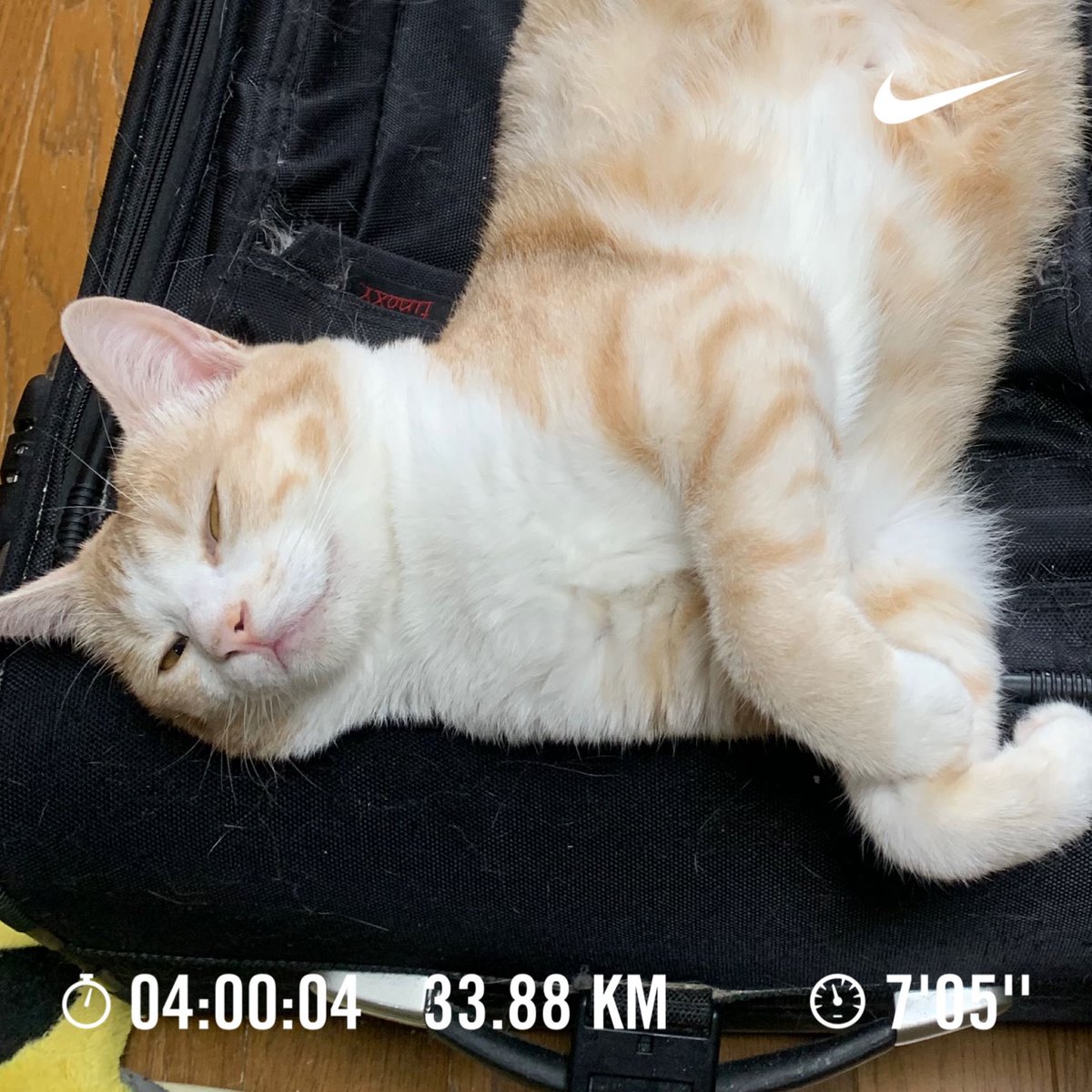 cronoszx12r's tweet photo. Nike⁠ Run Club アプリで 33.88 kmを走りました
#nrc #nikeplus #justdoit #garmin 
#lsdrun #4時間
#ベルちゃん https://t.co/F5sDVRIdUh