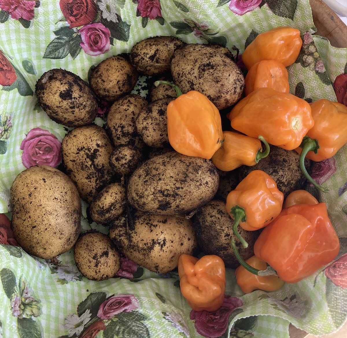 AlmarnaTiaam's tweet image. Gardening is good though. Dinner is sorted.