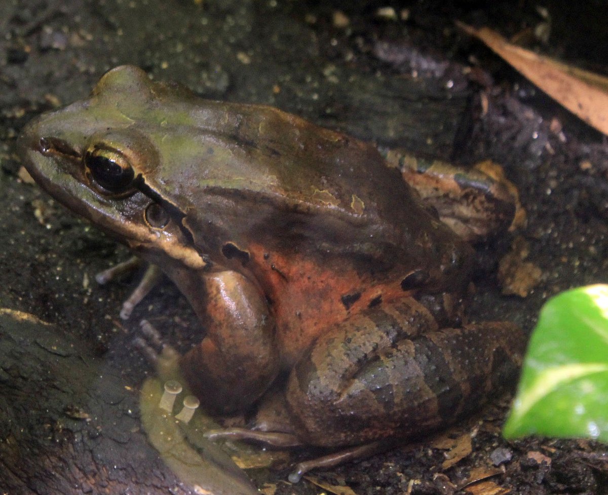 AnimalFactHub's tweet photo. No this isn’t a typo. This frog is called the mountain chicken. No this isn’t a typo. It is also called the giant ditch frog (Leptodactylus fallax)

They are now unfortunately critically endangered as they lost 80% of their population between 1995 and 2004  

#animals #facts https://t.co/oXCO47sVrr