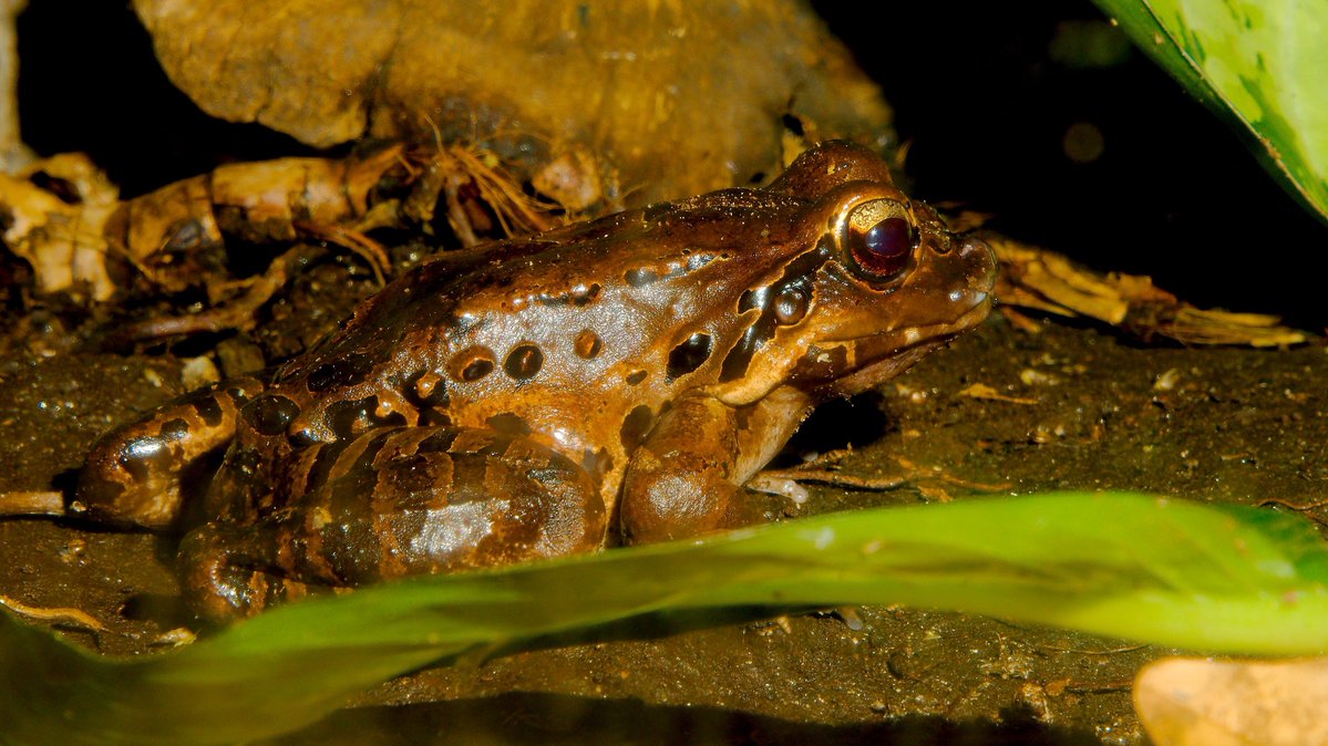 AnimalFactHub's tweet photo. No this isn’t a typo. This frog is called the mountain chicken. No this isn’t a typo. It is also called the giant ditch frog (Leptodactylus fallax)

They are now unfortunately critically endangered as they lost 80% of their population between 1995 and 2004  

#animals #facts https://t.co/oXCO47sVrr