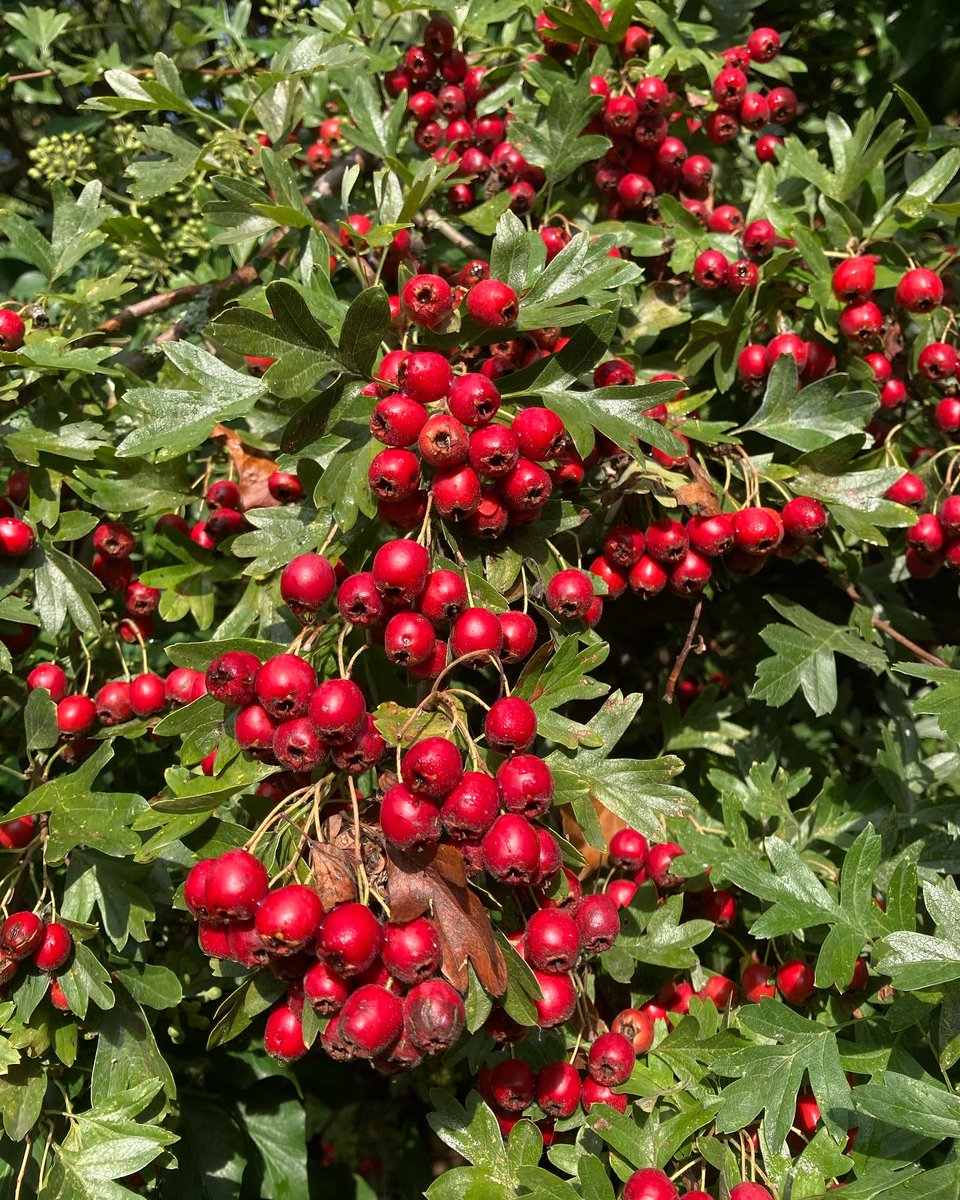 Glowing reds and soaking rains | into autumn with Community Apothecary - mailchi.mp/5fdb575076ab/g…