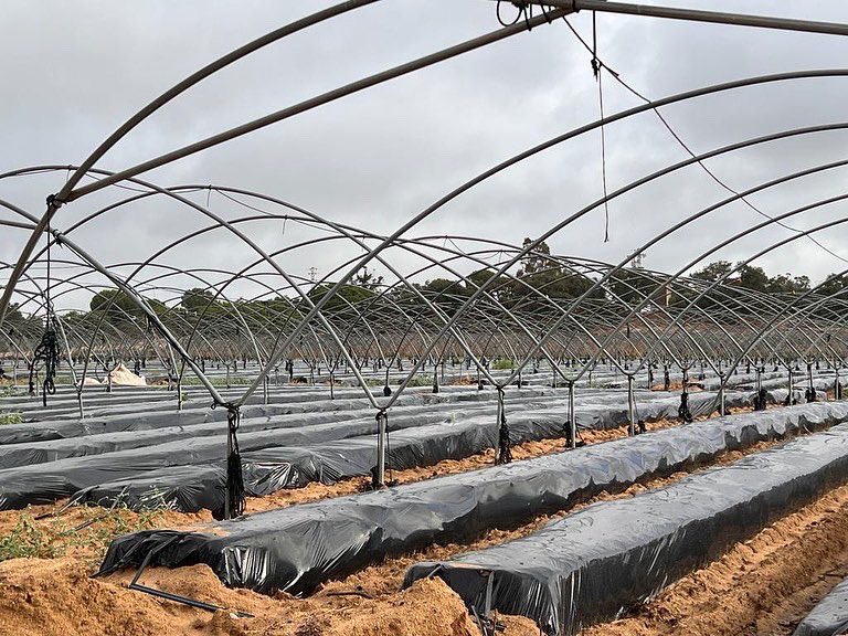Zoberbac's tweet photo. Todo preparado para la nueva campaña de #fresas en #Huelva. 🍓
En #Zoberbac llevamos más de 25 años sirviendo a los freseros de Huelva con nuestro #Zoberaminol. https://t.co/1Bj5ty4JoQ