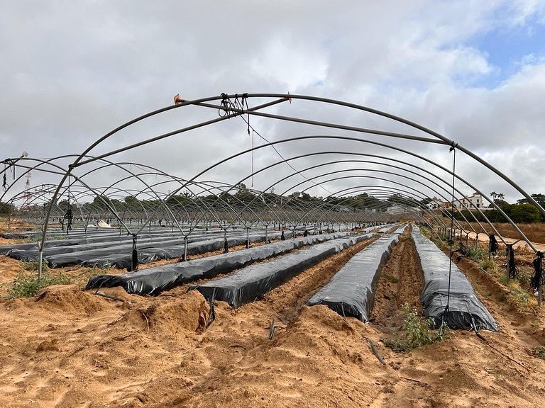 Zoberbac's tweet photo. Todo preparado para la nueva campaña de #fresas en #Huelva. 🍓
En #Zoberbac llevamos más de 25 años sirviendo a los freseros de Huelva con nuestro #Zoberaminol. https://t.co/1Bj5ty4JoQ