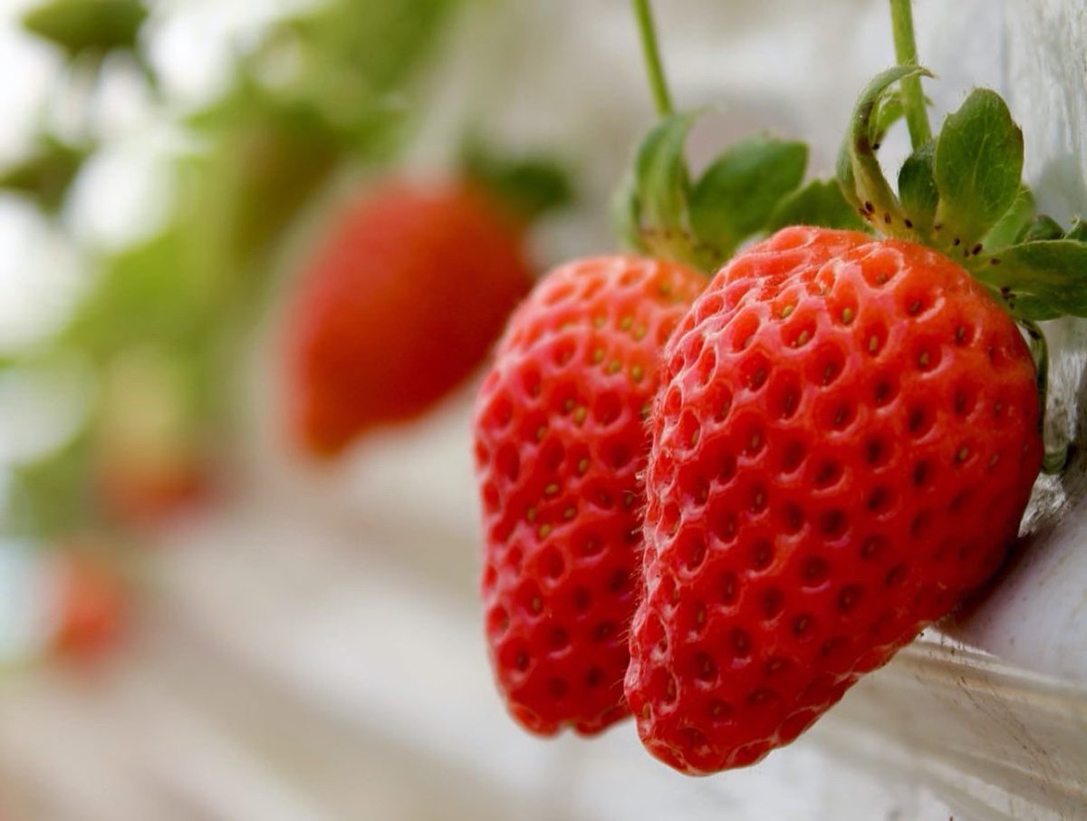 Zoberbac's tweet photo. Todo preparado para la nueva campaña de #fresas en #Huelva. 🍓
En #Zoberbac llevamos más de 25 años sirviendo a los freseros de Huelva con nuestro #Zoberaminol. https://t.co/1Bj5ty4JoQ