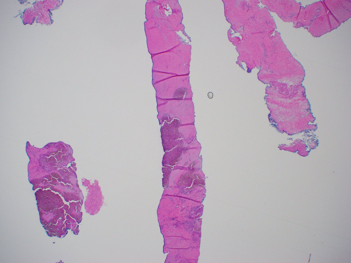 Renn Montgomery tweet media