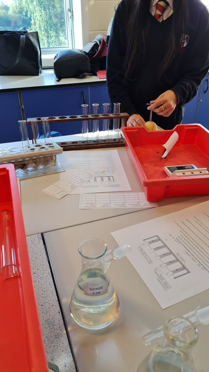 lawnswoodschool's tweet image. Y10 scientists have been investigating osmosis - using potato &amp;amp; sucrose solution #requiredpractical #curiosity