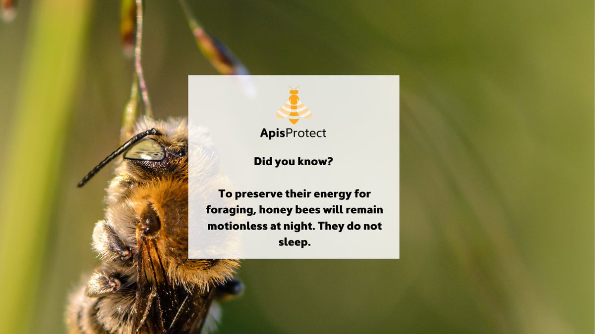 Fact of the day 🍯🐝

To preserve their energy for foraging, honey bees will remain motionless at night. They do not sleep.

#NationalhoneymonthUSA #Nationalhoneymonth #Nationalhoneymonth2022