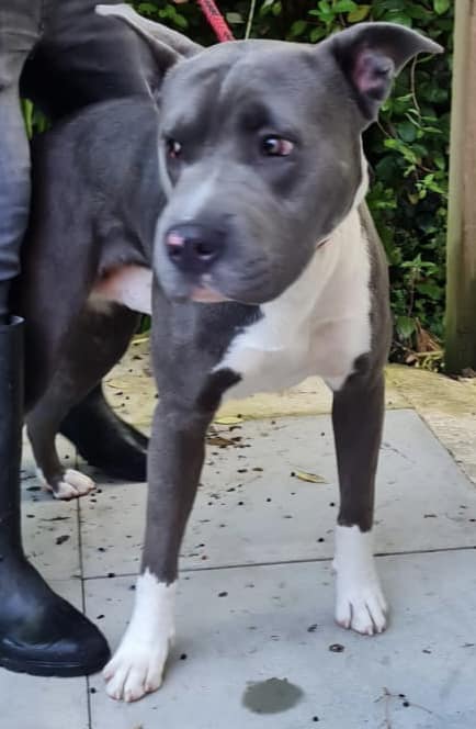 The_Animal_Team's tweet photo. #StrayDog #Found #Wigan #WN1 area, 13/9/22. If you are the owner, please ☎️01942 700700. All fees will need to be paid &amp; proof of ownership required. https://t.co/i2TPCPOMMB #dogsoftwitter #FoundDog #dogs https://t.co/NoTMEya0Uc