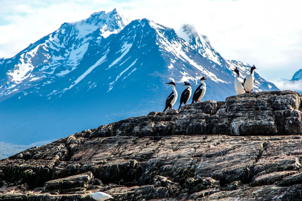 Adventureherot1's tweet photo. Imperial Cormorants are marine birds found in cold Patagonian waters from southern Chile and Argentina to the Antarctic Peninsula. Pictured is a colony of king cormorants at Beagle Channel, Patagonia.
Discover it here: https://t.co/5uB9UrCXmd
#beaglechannel #ushuaia https://t.co/ErGoaI9v7p