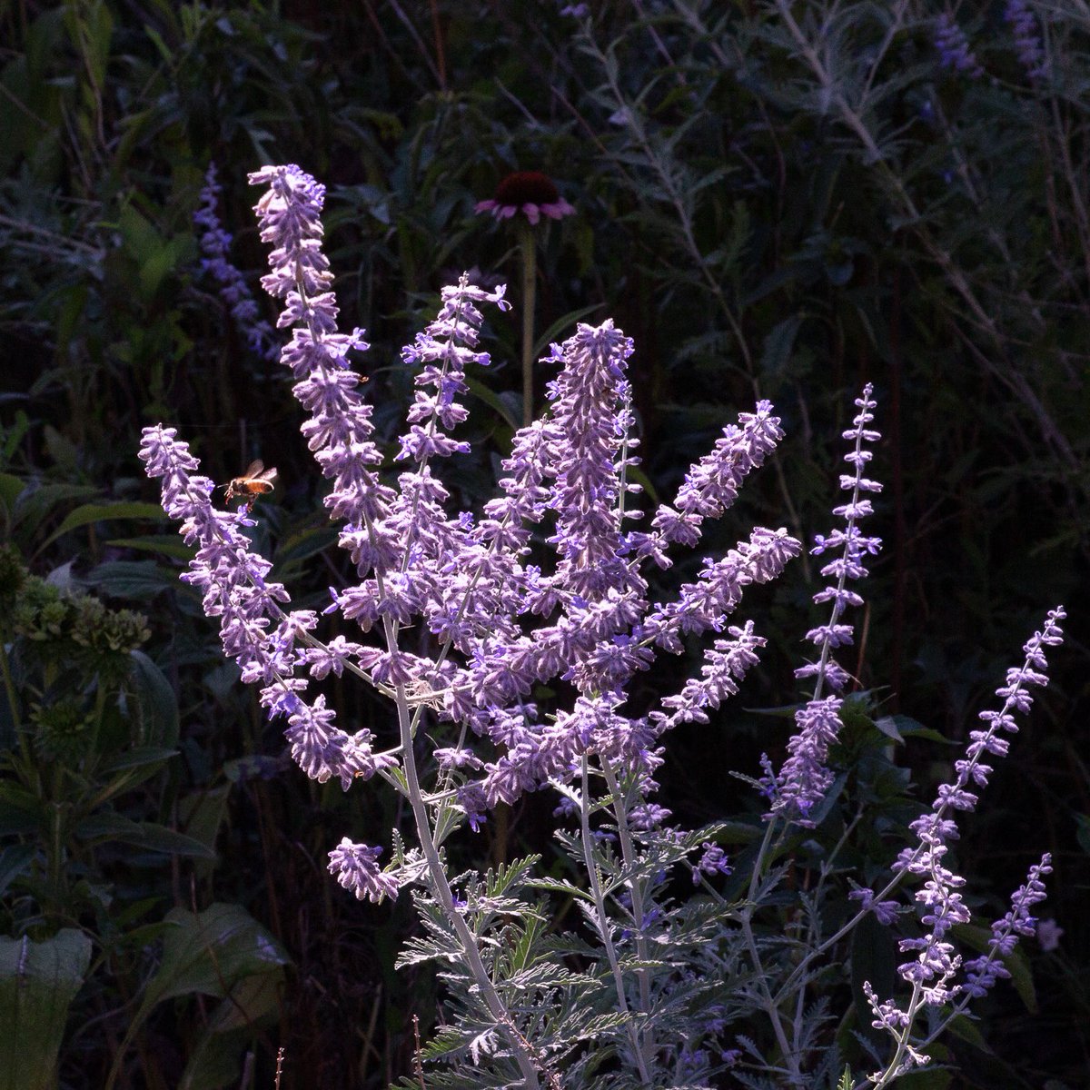 chadronstate's tweet photo. A pollinator on Russian sage on campus. #campusflora #campusplants #campuspollinators #WeAreCSC #ChadronStateCollege https://t.co/fMu6XyxdOb