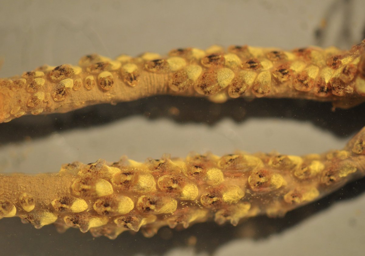 SERCinvasions's tweet photo. #InvaderABCs S is for Symplegma brakenhielmi! This bright yellow, colonial tunicate is mostly cryptogenic in the Atlantic & Indo-Pacific, but is introduced in the Eastern Pacific, Hawaii, Guam, & eastern Mediterranean. #TunicateTuesday 📷SERC https://t.co/3nFfPqvkEZ https://t.co/i5L7klhR0b