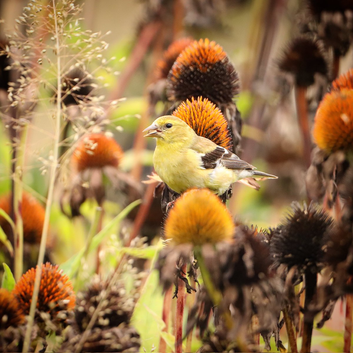 I see autumn knocking on summer's door...
#autumnvibes #autumn #fall #fallvibes #goldfinches #goldfinch #finches #finch #beavercreekohio #beavercreek #beavercreekbirding #birds #ohiobirdlovers #ohiobirdworld