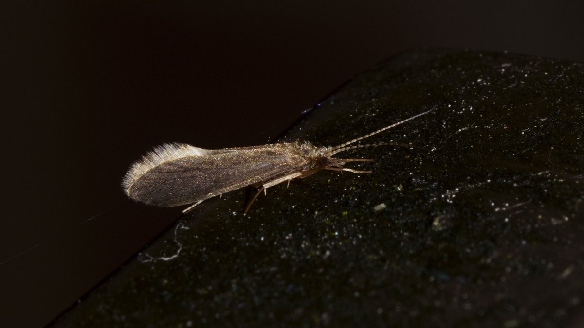 Peter Hendry tweet media