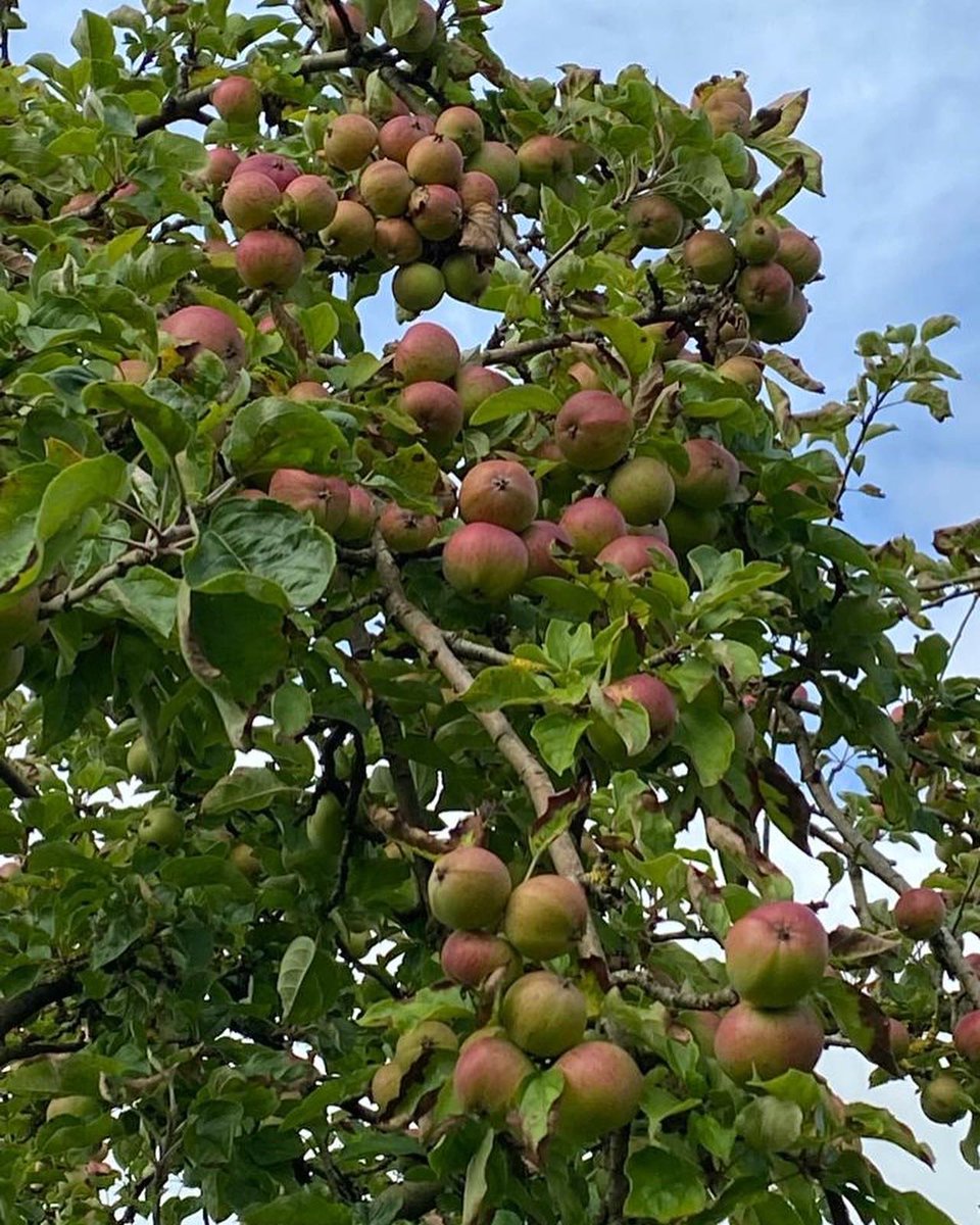 Craigies Cider tweet media