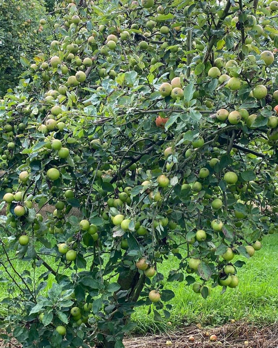 Craigies Cider tweet media