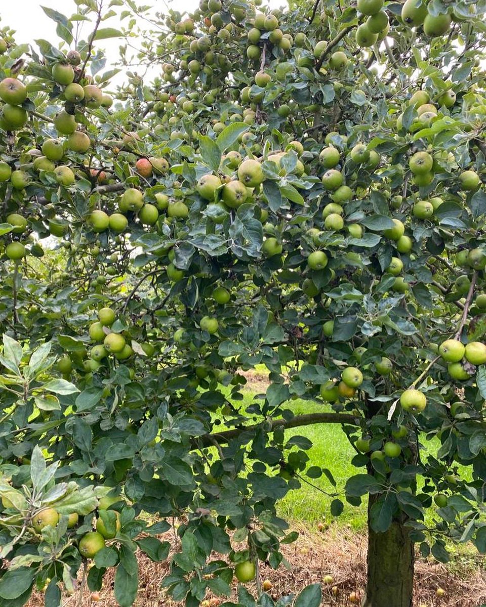 Craigies Cider tweet media