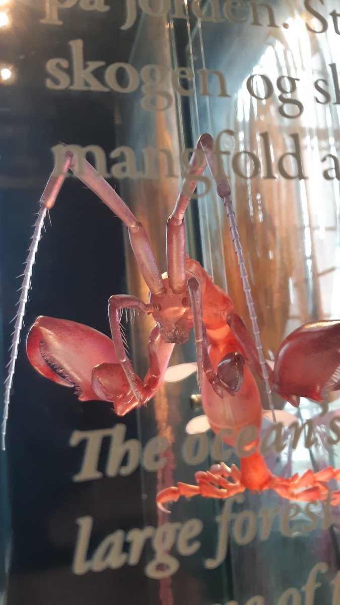 KenirtaK's tweet photo. One of the very cool models by @10TonsDK at the UMB exhibits - a #caprellid (skeleton shrimp) https://t.co/Swd99sVHbM