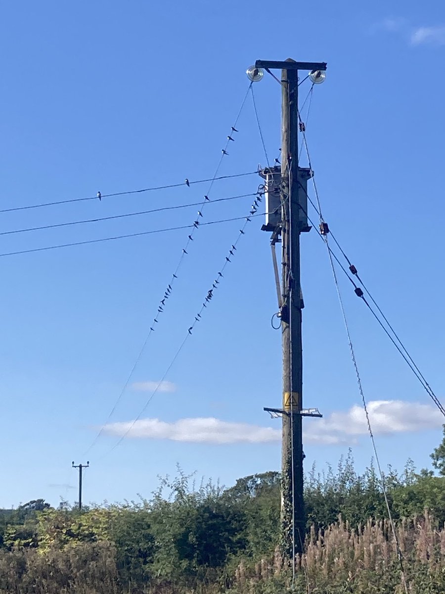 Our crop of 55 young swallows hatched in our old sheds getting ready to fly south look forward to seeing them back next Spring