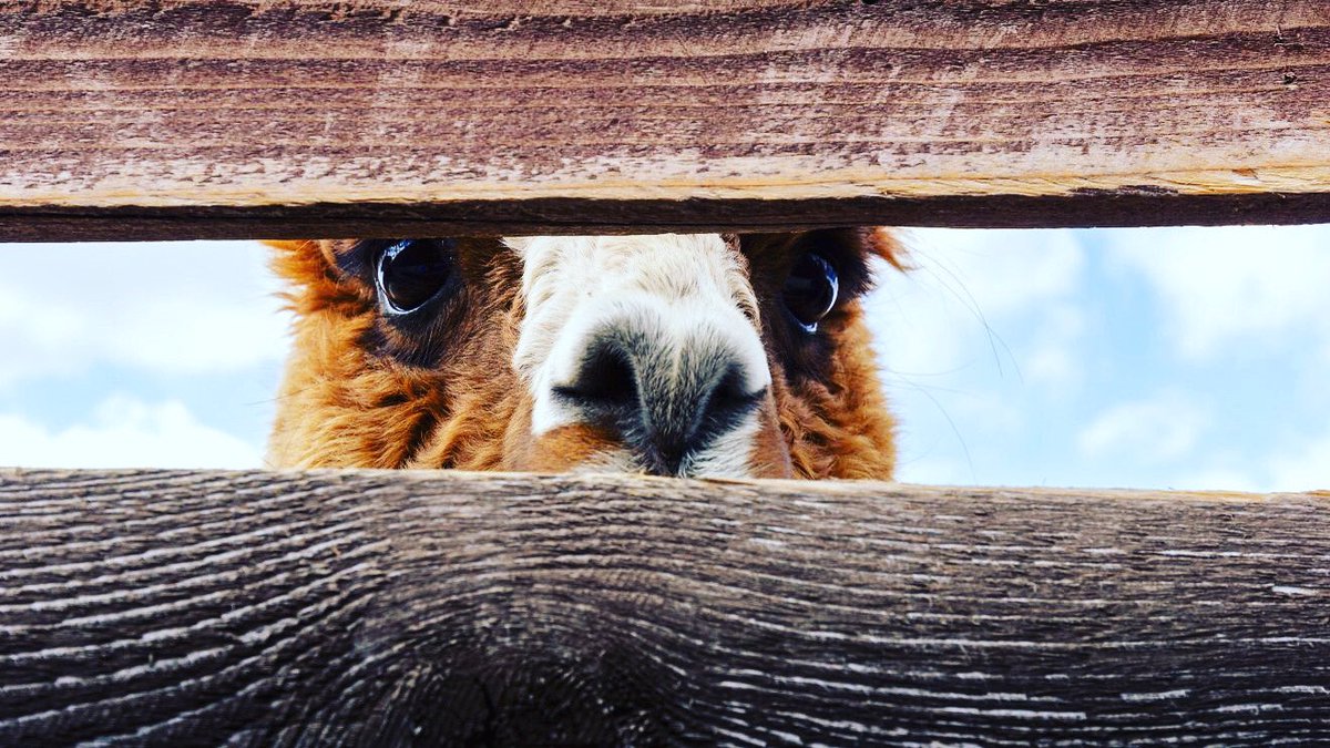 POST
Wat piegt daar door de brievenbus?
Jaaa hier is-ie, aardige schrijffan, onze nieuwste schrijfcursusagenda:
deschrijfschool.com/?mailpoet_rout…
Rake columns, krachtige oneliners, bewogen levensverhalen, serieus leuke vondsten en journalistieke werken. Zit vast wat warms voor je bij.🦙