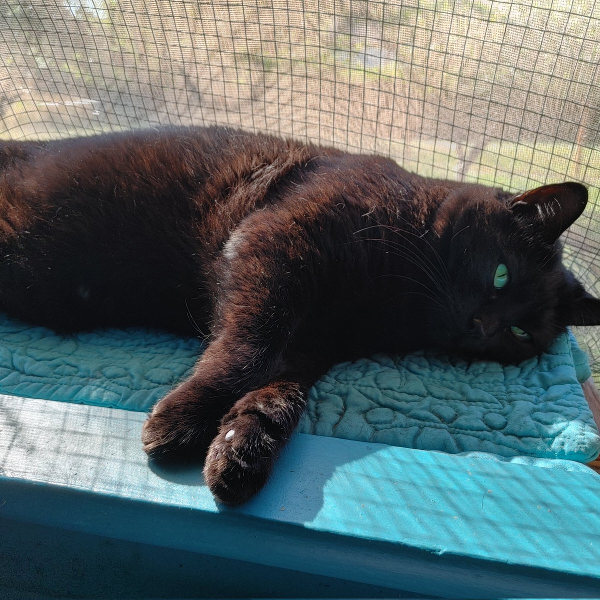 Pals im still here gonna try to be around more but mom and i are well ok mom gets busy😻😻