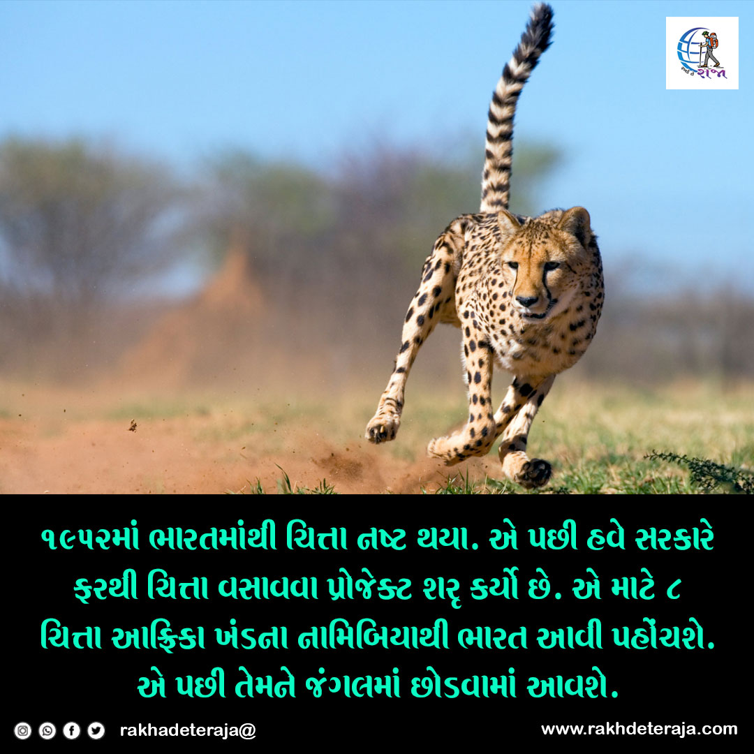 RakhdeR's tweet photo. 70 વર્ષ પછી ભારતની ભૂમિ પર ફરીથી ચિત્તા દોડતાં થશે.
#cheetah #namibia #kunopalpur #forest #wildlife https://t.co/atEKqj1LpP