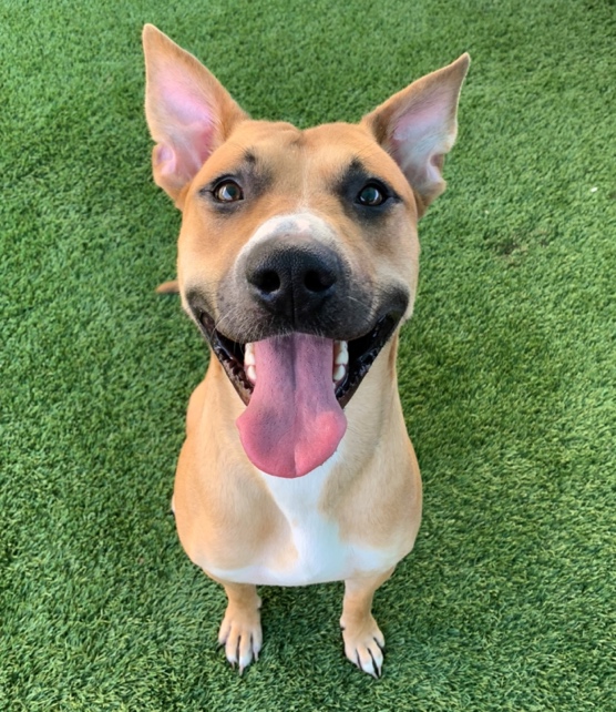 RanchandCoast's tweet photo. .@sdhumane currently has 172 adult dogs ready to find new homes. To raise awareness and encourage adoptions, the organization is waiving adoption fees for all adult dogs through Sunday, Sept. 18, 2022. To learn more, visit https://t.co/s1870JSSoJ. https://t.co/N3v2k3uOMq