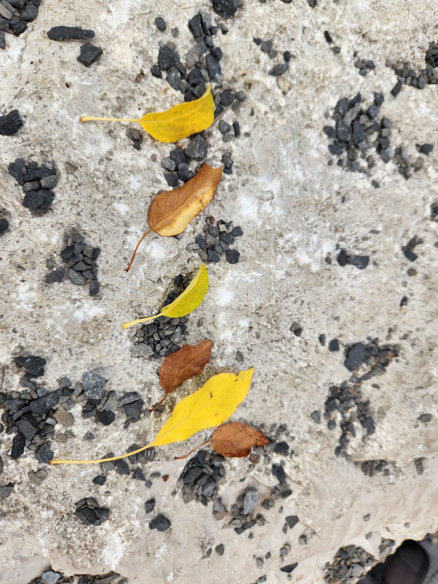 12ElbowPark's tweet photo. We went exploring for natural patterns and made some of our own. Can you make some patterns in your backyard?
"It has to repeat 3 times."
"Some patterns can grow!"
@ElbowParkSchool https://t.co/p7hrv5Jsls