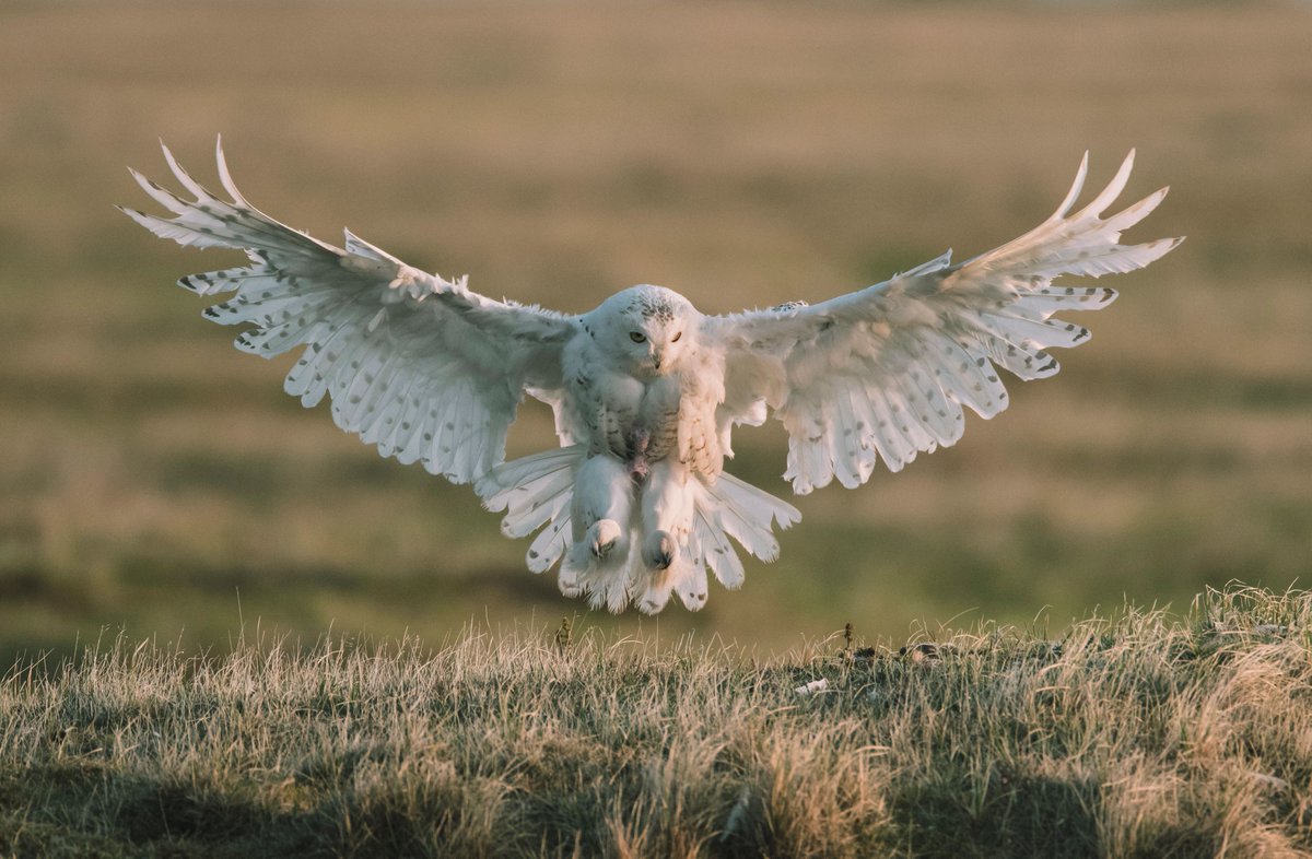 Thanks <a href="/SenDuckworth/">Tammy Duckworth</a> for co-sponsoring S.282 Arctic Refuge Protection Act! Grateful for your #ClimateAction leadership to #StandWithTheGwichin and #ProtectTheArctic.